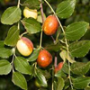 Jujube